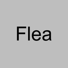 Flea
